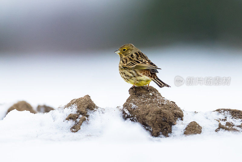 黄鹀(Emberiza citrinella)